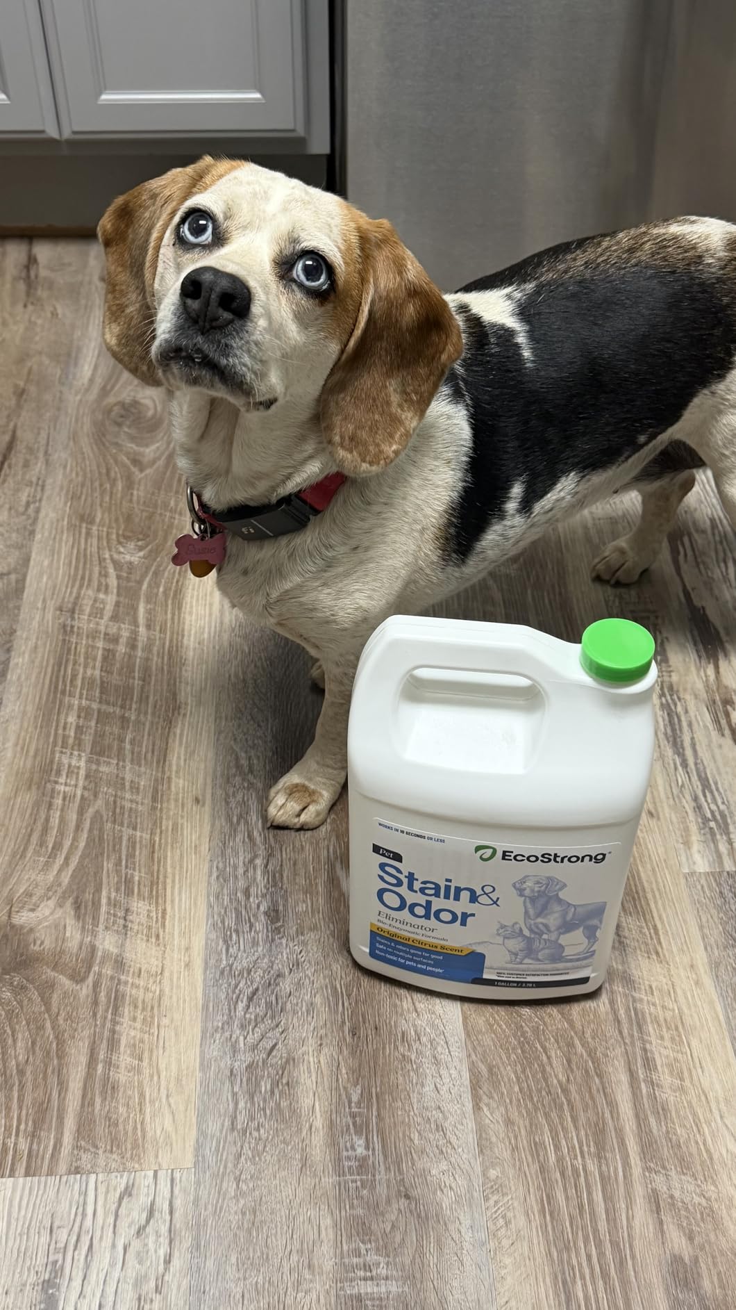 Eco Strong Pet Stain and Odor Remover - Cat Urine Enzyme Cleaner Destroyer, 128 Oz customer photo 1