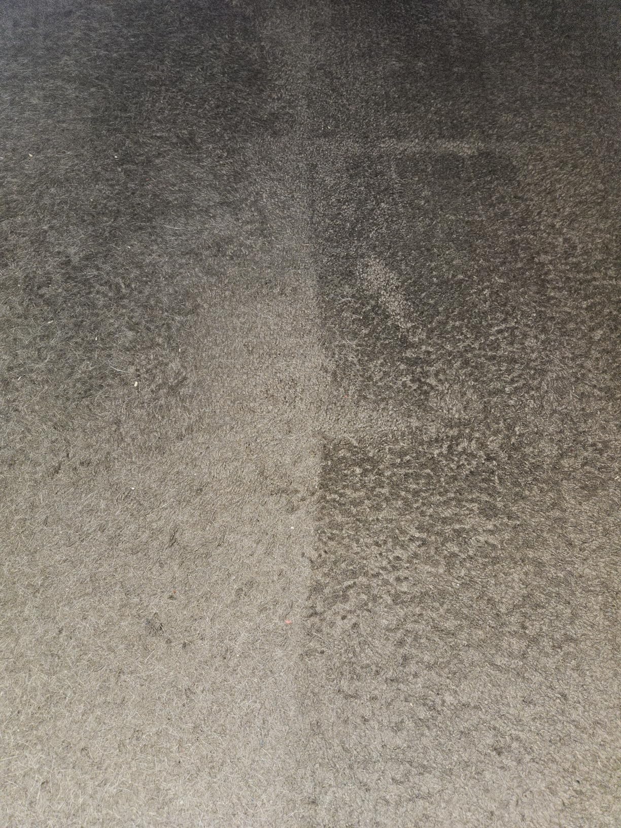 Bissell Pet Hair Eraser Allergen Lift-Off with Powerful Suction, HEPA, Tangle-Free Brush Roll, 39883 customer photo 1
