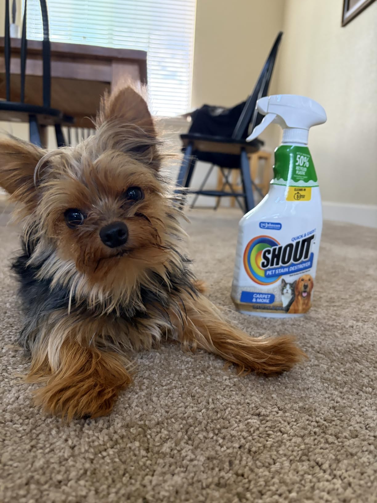 Shout Pet Stain Remover Spray, Color-Safe Multisurface & Carpet Cleaner for Dog & Cat Urine, Feces, Vomit & Mud, 22oz customer photo 2