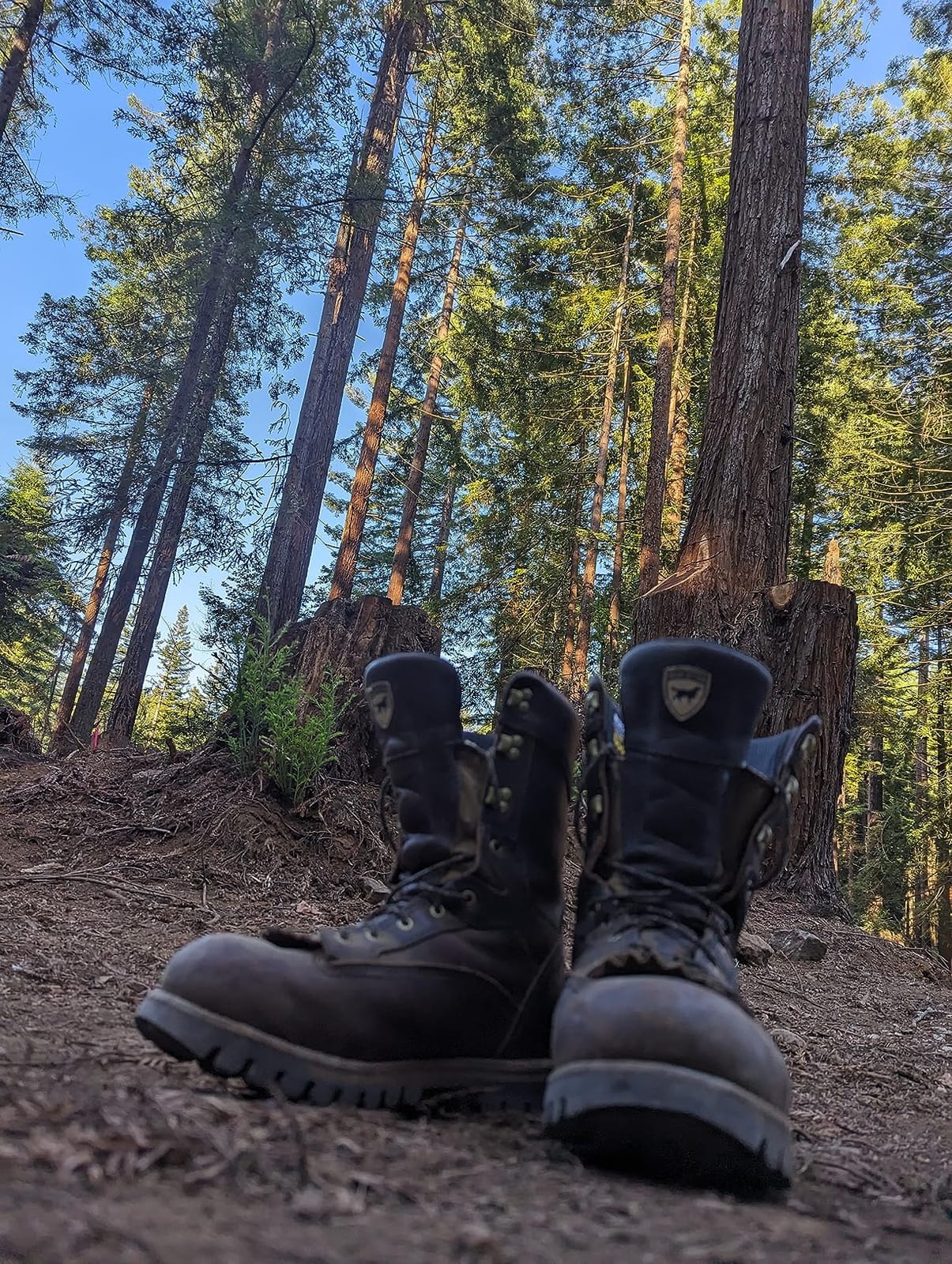 Irish Setter Elk Tracker 12